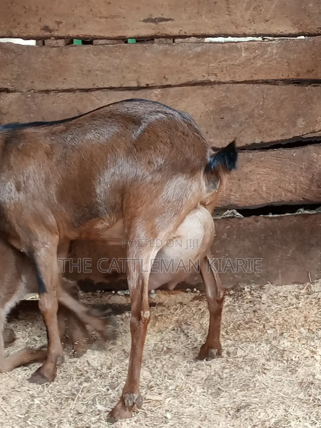 Alpine Goat