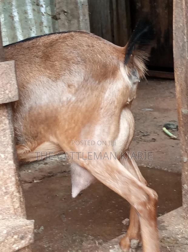 Alpine Goat - thumbnail 11