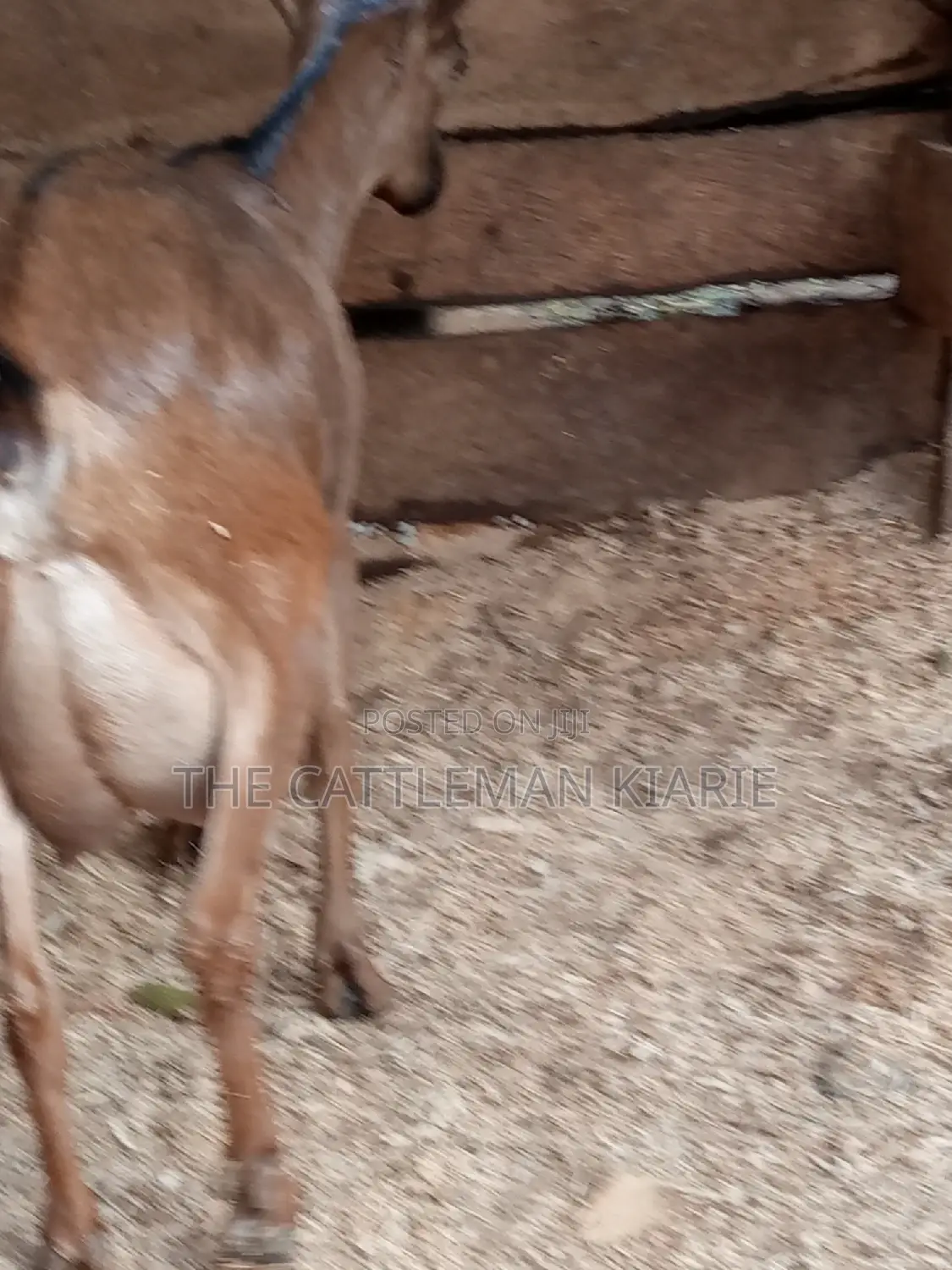 Alpine Goat