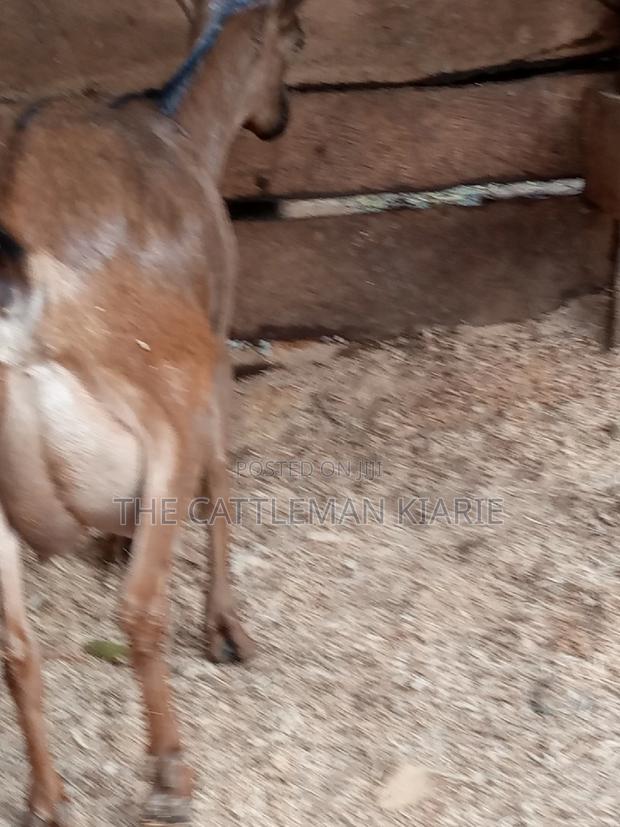 Alpine Goat - thumbnail 12