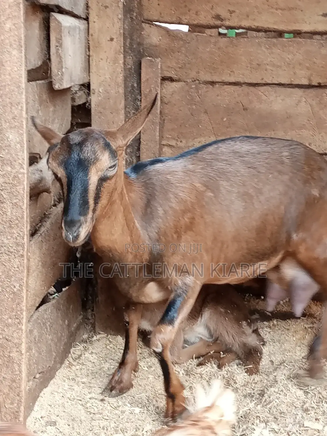 Alpine Goat
