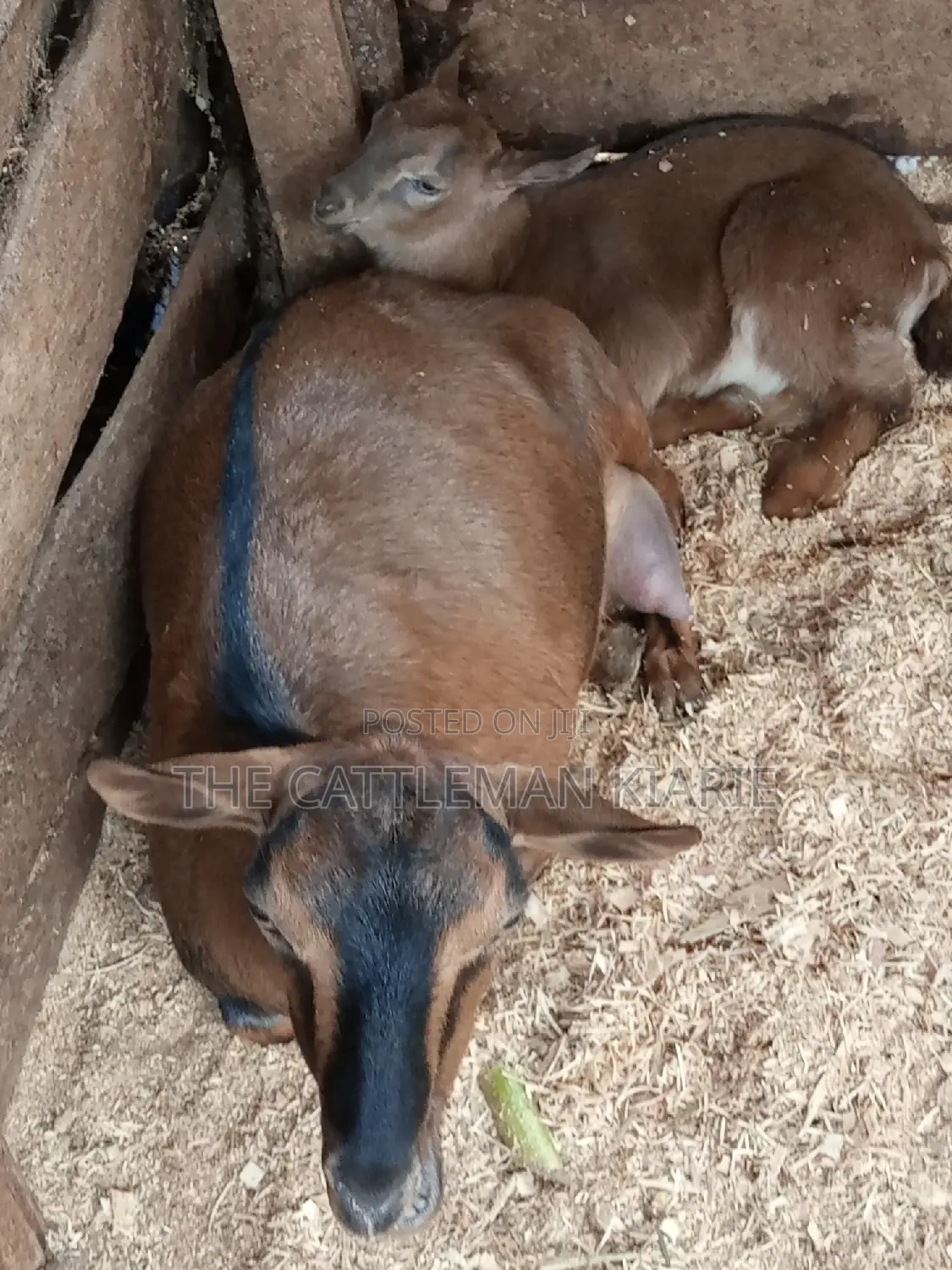 Alpine Goat