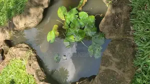 Ornamental Fishpond, Aquascaping ,Koi Pond, Goldfish Pond