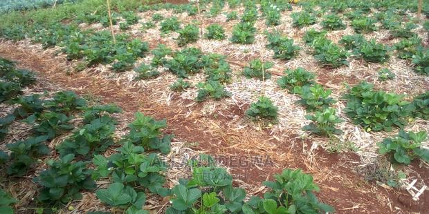 Strawberry Seedlings on Sale - main view