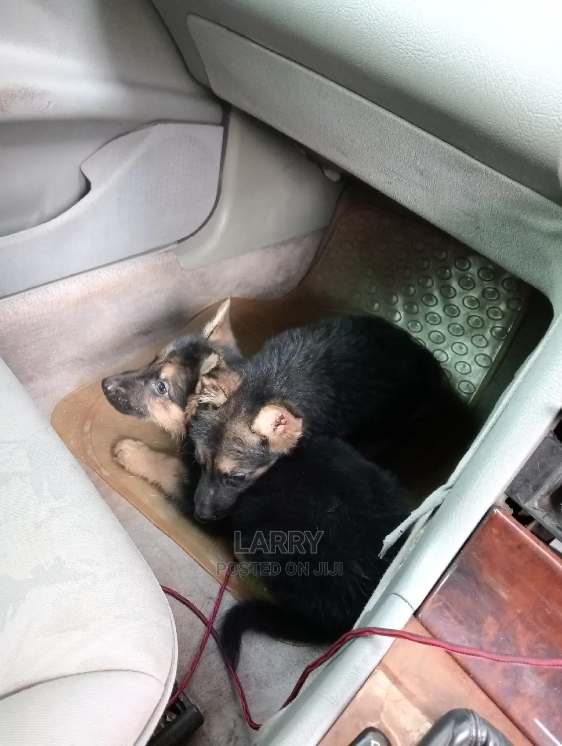 1-3 Months Female Purebred German Shepherd