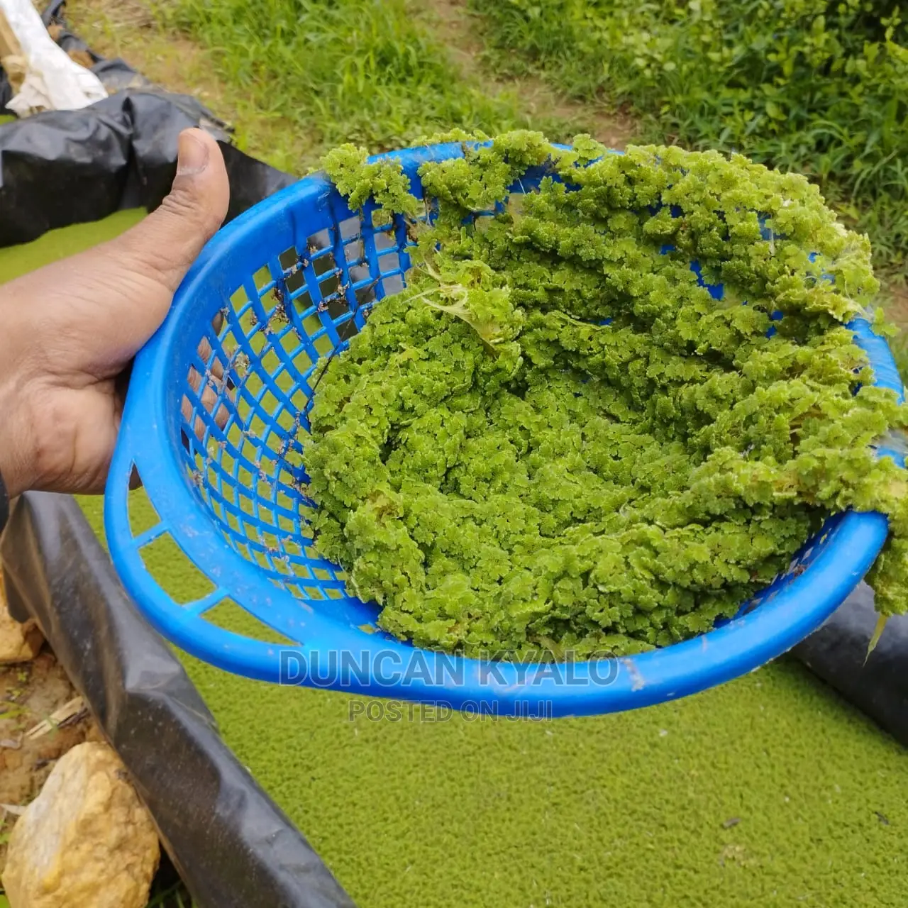Azolla Poultry Feed and Azolla Propagation Material