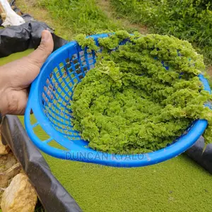 Azolla Poultry Feed and Azolla Propagation Material