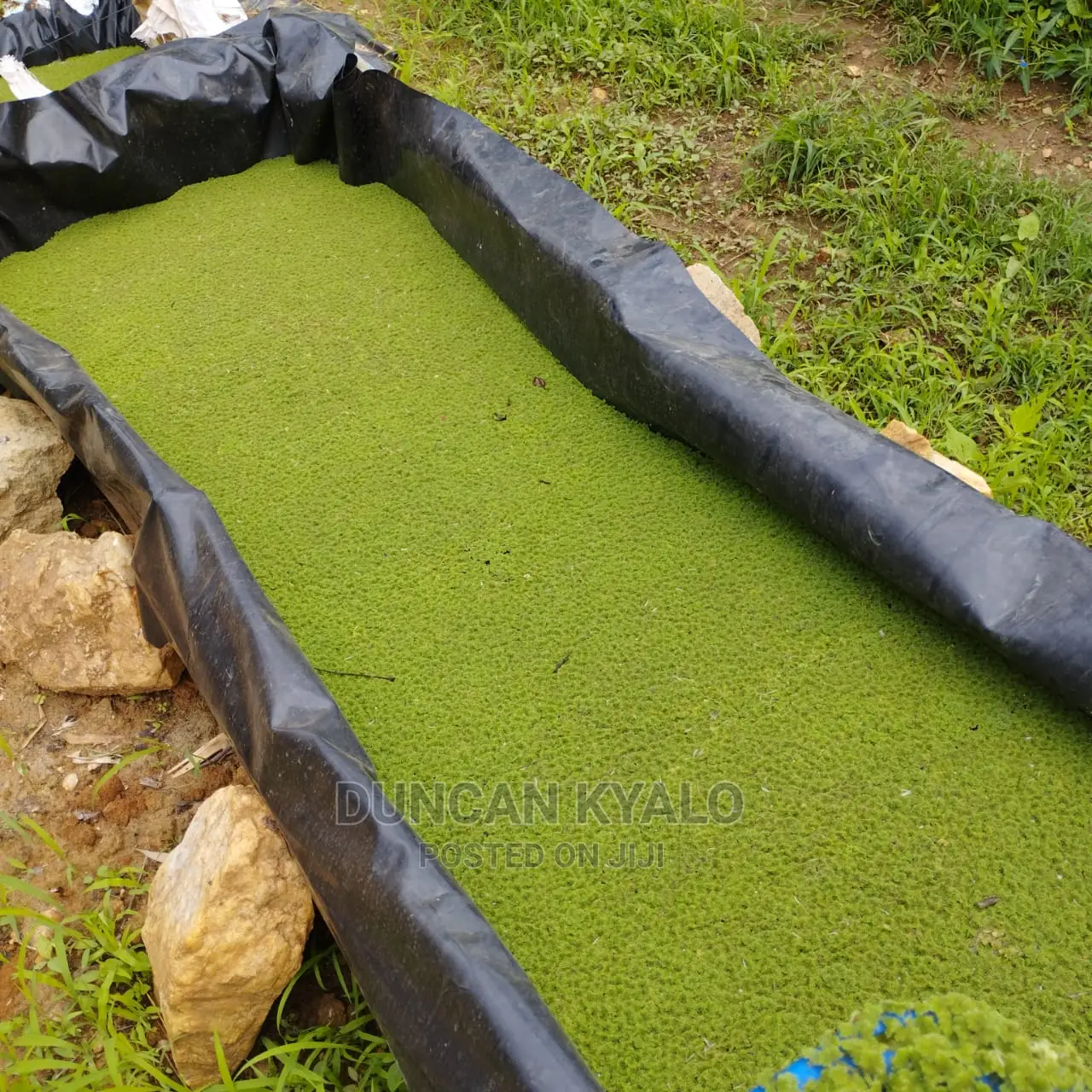 Azolla Poultry Feed and Azolla Propagation Material