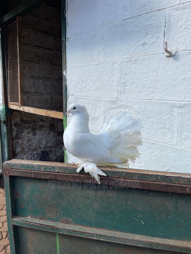 White Male Fantail