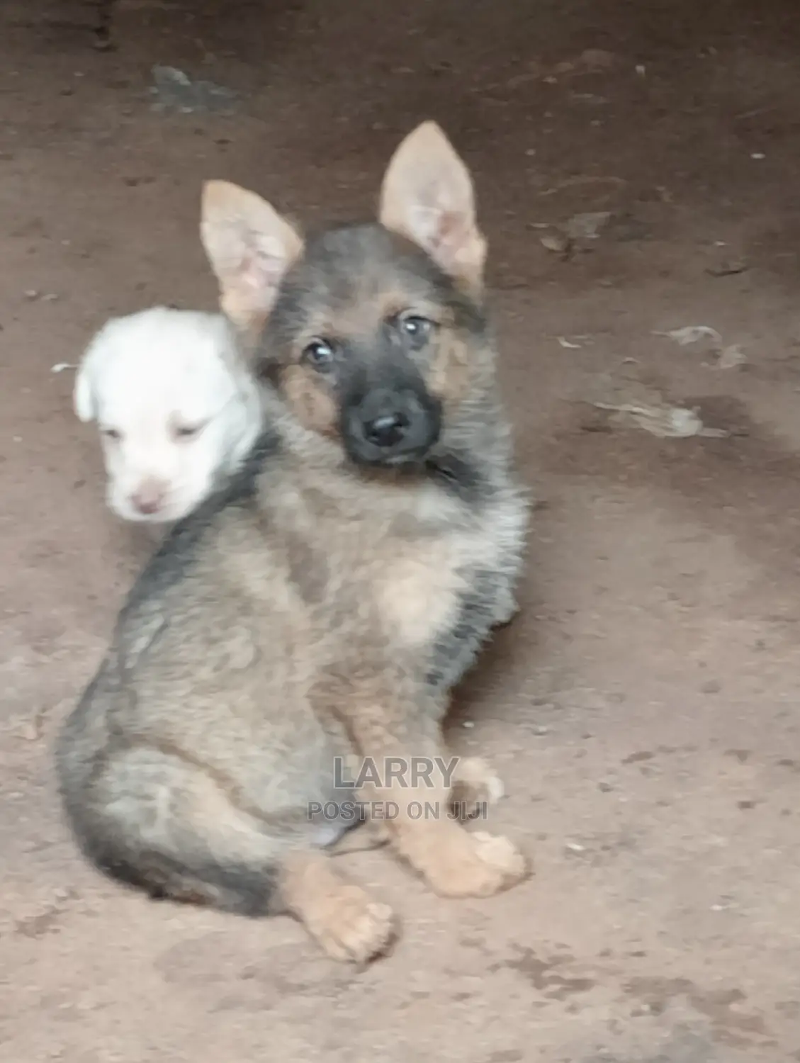 1-3 Months Male Purebred German Shepherd