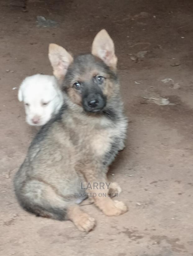 1-3 Months Male Purebred German Shepherd