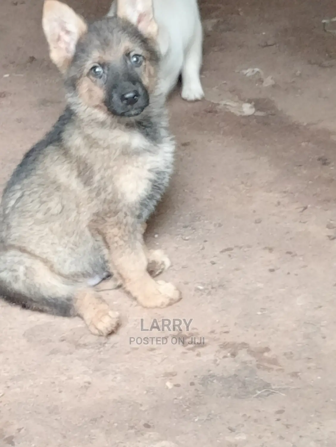 1-3 Months Male Purebred German Shepherd