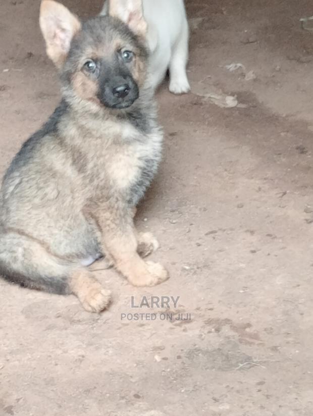 1-3 Months Male Purebred German Shepherd - thumbnail 3