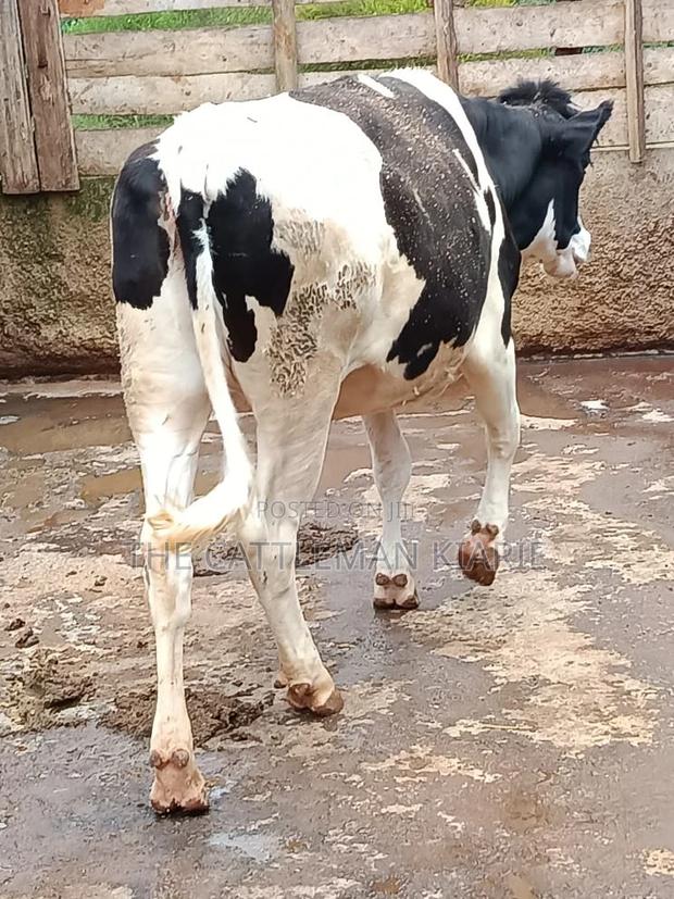 Friesian Heifer 10 Months - main view