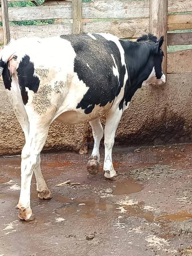 Friesian Heifer 10 Months - thumbnail 2