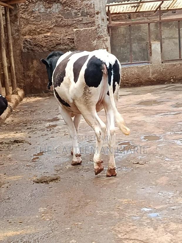 Friesian Heifer 10 Months - thumbnail 3