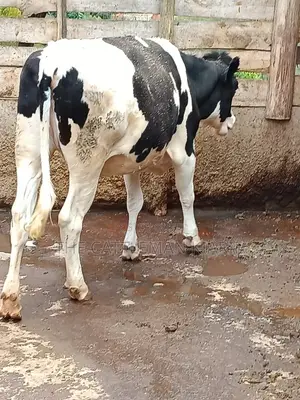 Friesian Heifer 10 Months