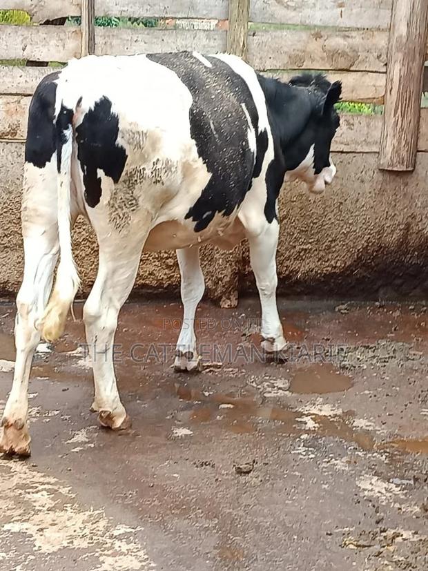 Friesian Heifer 10 Months - thumbnail 4