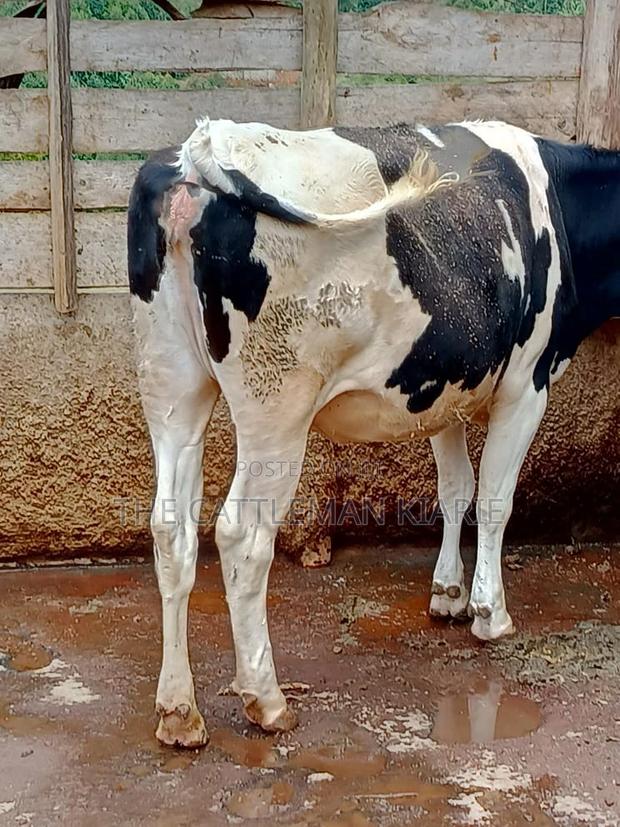 Friesian Heifer 10 Months - thumbnail 5