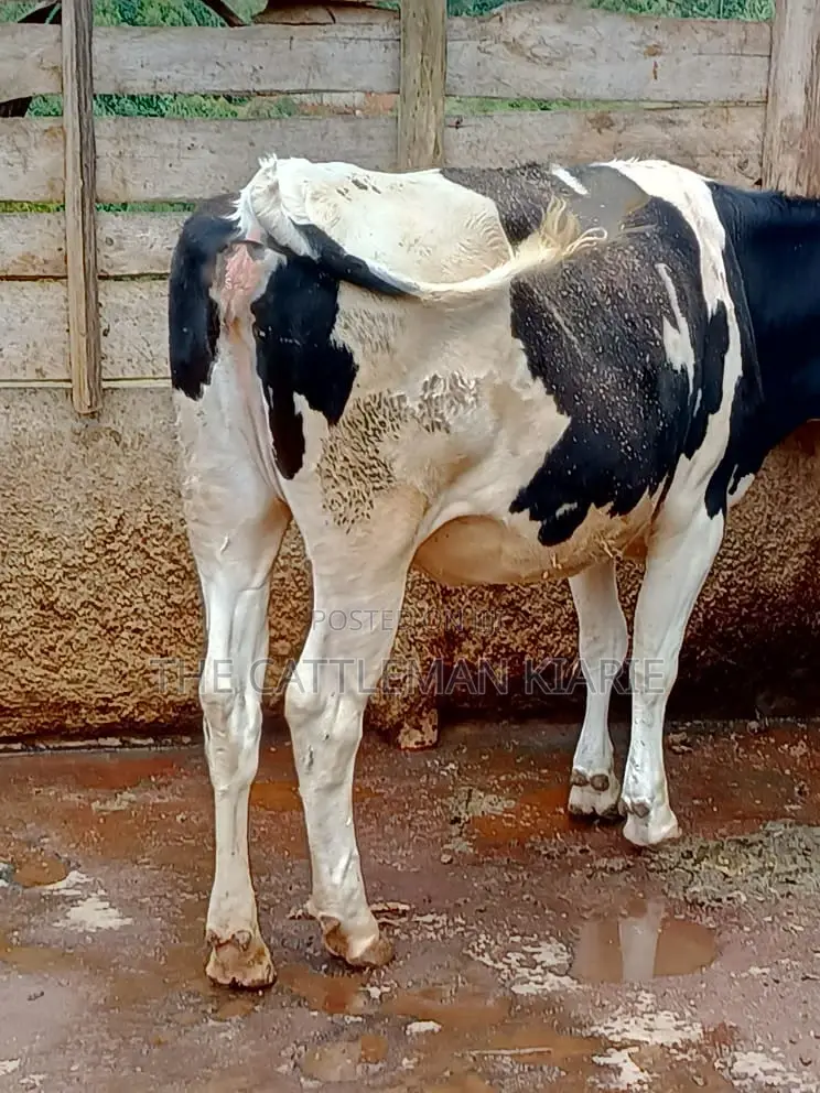 Friesian Heifer 10 Months