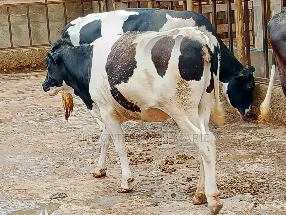 Friesian Heifer 10 Months