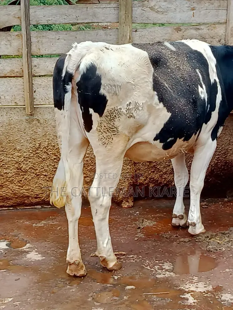 Friesian Heifer 10 Months