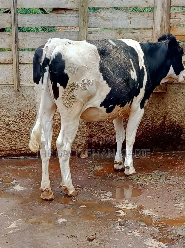 Friesian Heifer 10 Months - thumbnail 8