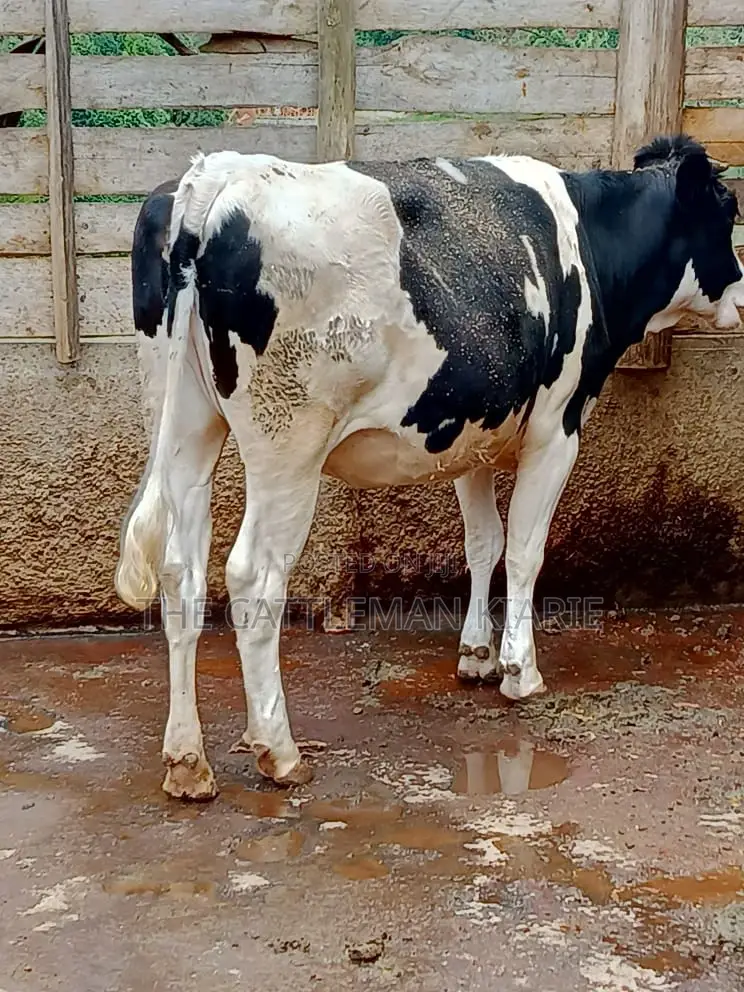 Friesian Heifer 10 Months