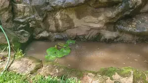 Ornamental Fish Pond Construction, Pond Filtration