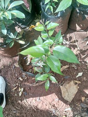 Star Jasmine Plant - main view