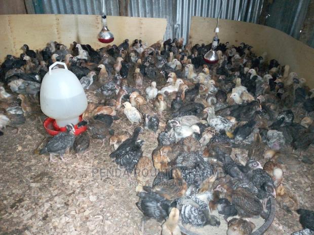 One Month Old Improved Kienyeji Chicks - thumbnail 3