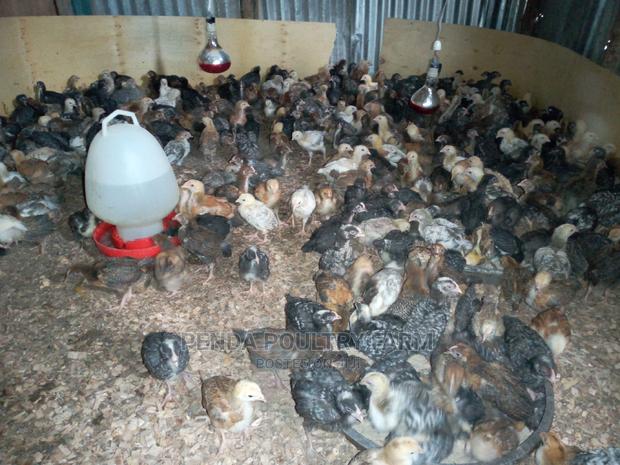 One Month Old Improved Kienyeji Chicks - main view