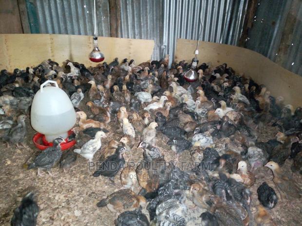 One Month Old Improved Kienyeji Chicks - thumbnail 4