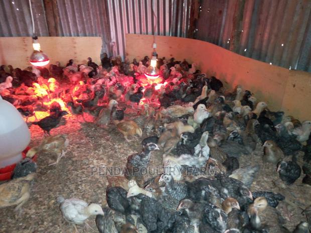 One Month Old Improved Kienyeji Chicks - thumbnail 5