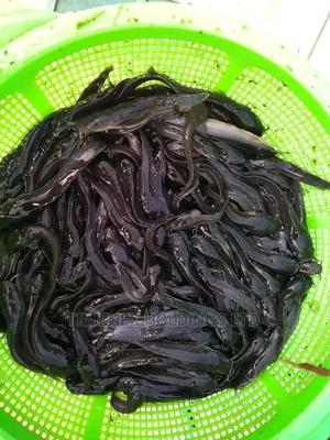Fish Fingerlings for Catfish - main view