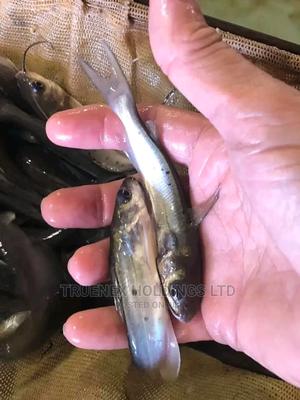 Fish Fingerlings Kenya - main view
