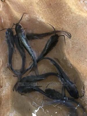 Embu Fish Fingerlings Suppliers - main view