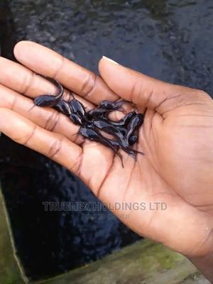 Fish Fingerlings Nairobi Suppliers