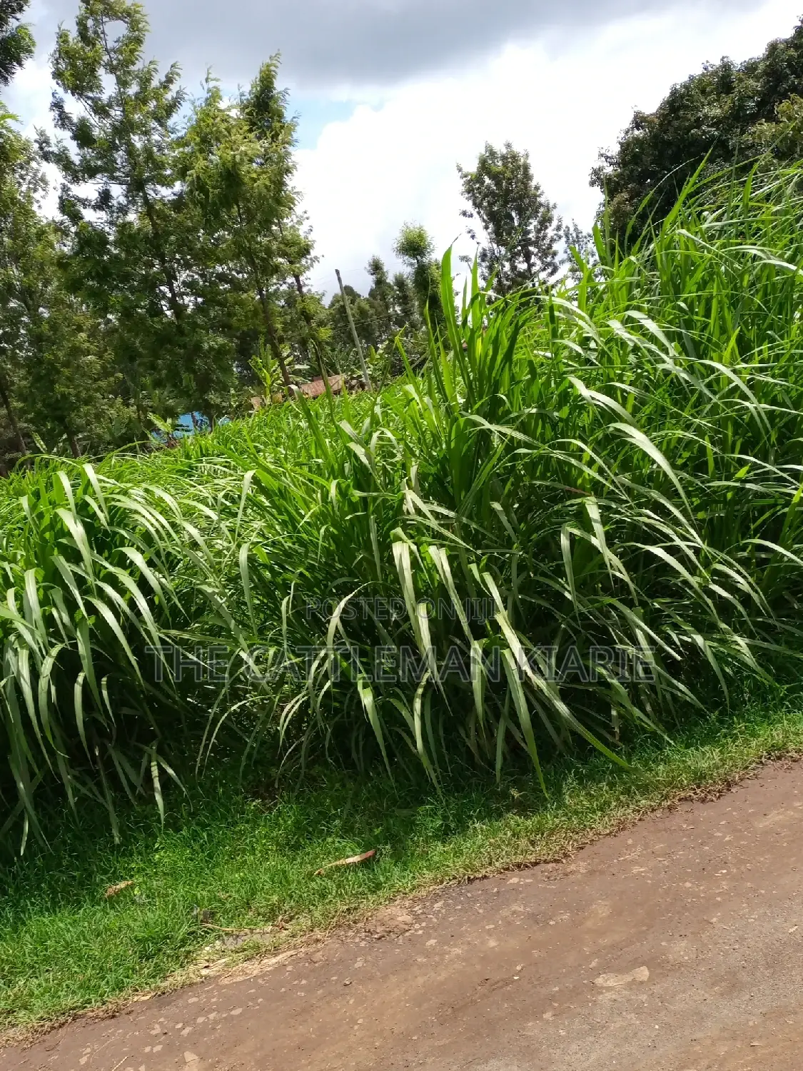 Super Napier (Pakchong 1)