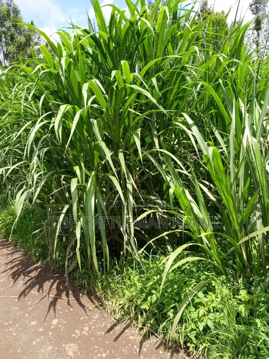 Super Napier (Pakchong 1)