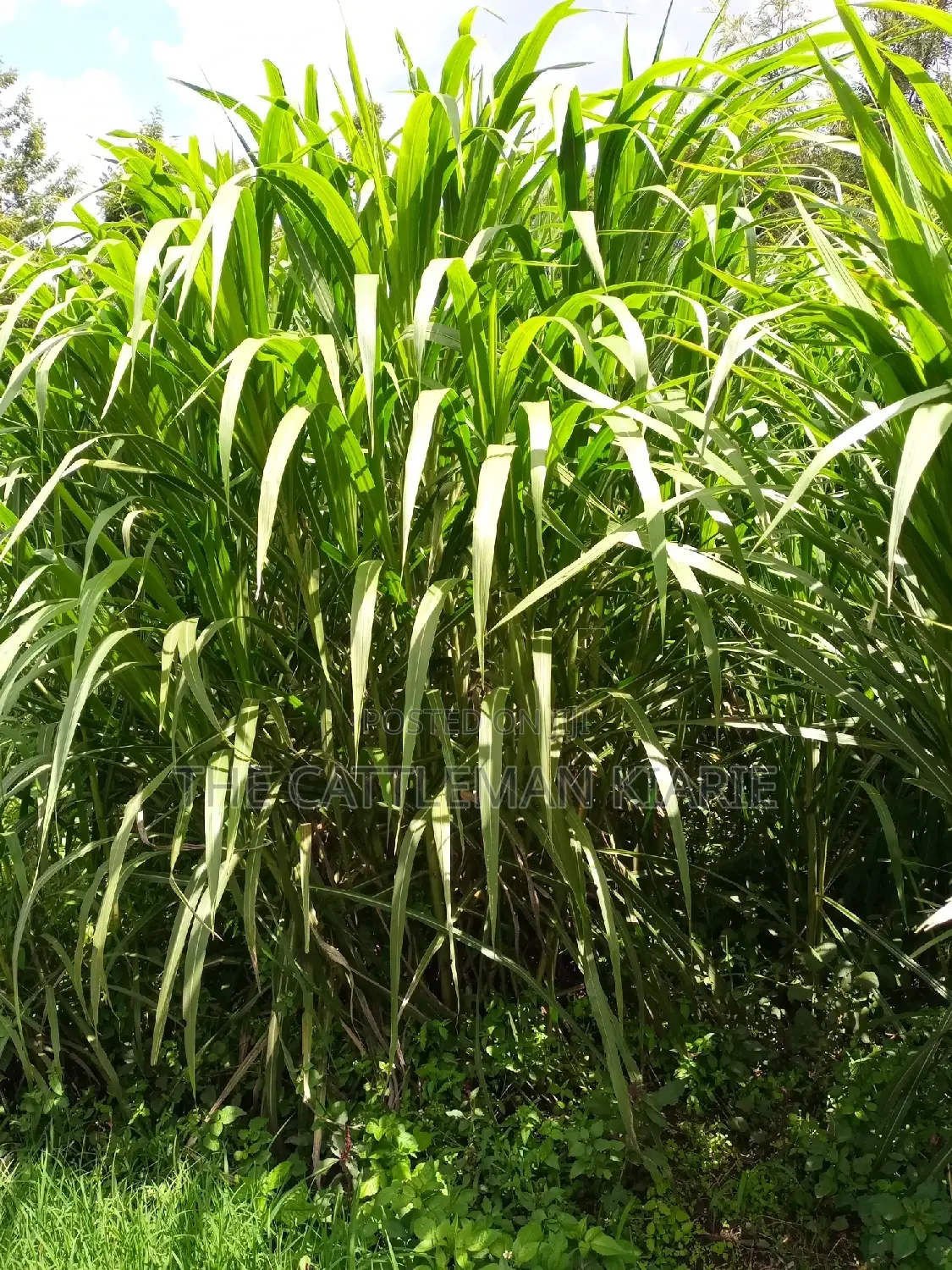 Super Napier (Pakchong 1)