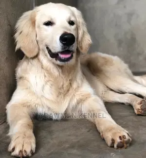 3-6 Months Male Purebred Golden Retriever