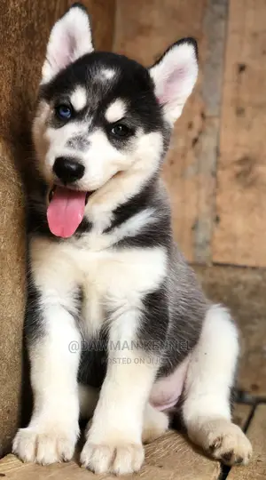 1-3 Months Female Purebred Siberian Husky