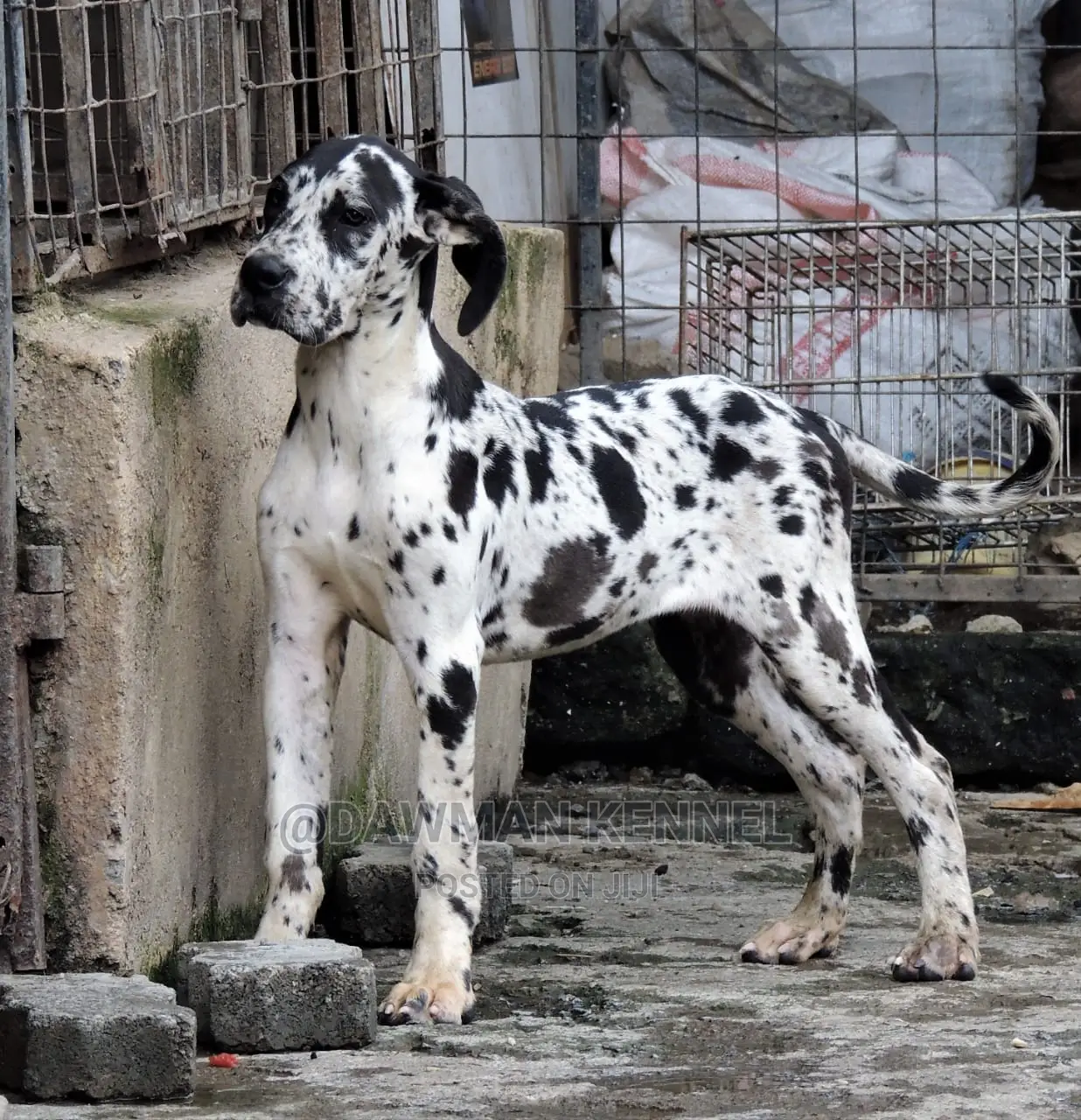 3-6 Months Female Purebred Great Dane