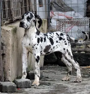3-6 Months Female Purebred Great Dane