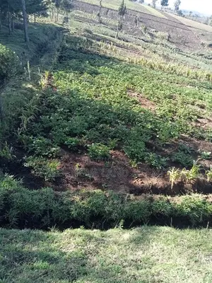 Land on Sale at Naivasha Ihindu