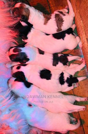 0-1 month Male Purebred Havanese - thumbnail 2