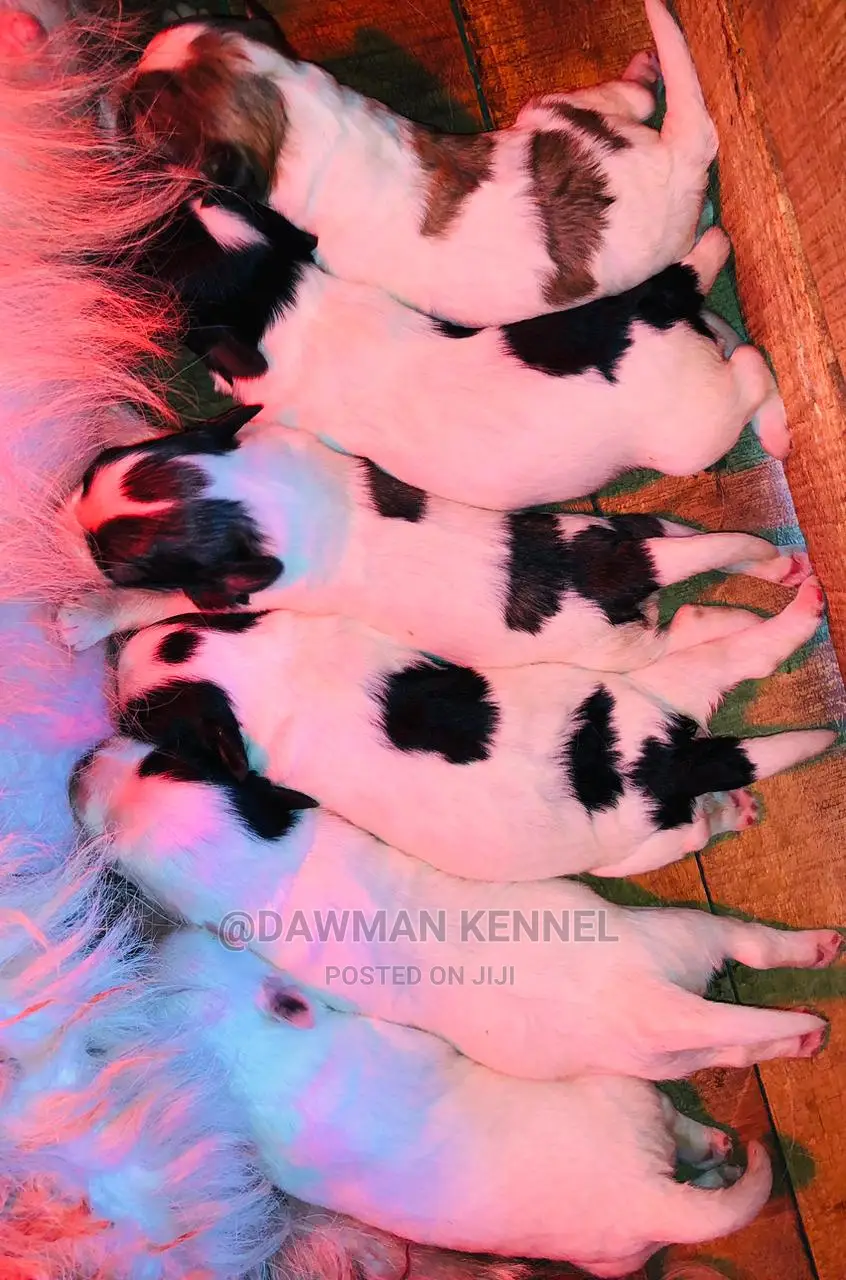 0-1 month Male Purebred Havanese