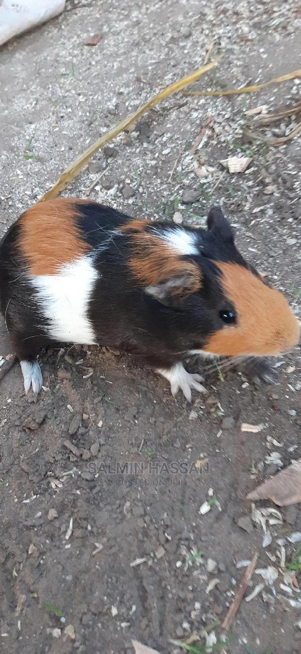 Hamsters Pure Breed Pair - thumbnail 4