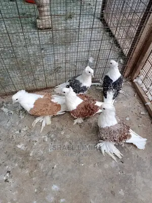 Friilbag Dove
